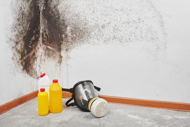 Office Mold Removal Services in Shortsville, NY
