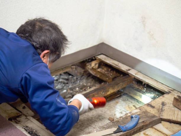 Best Office Mold Removal Services  in Shortsville, NY