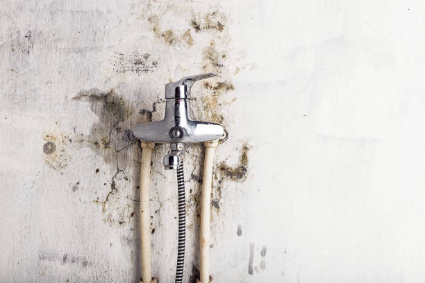 Best Commercial Mold Removal  in Shortsville, NY