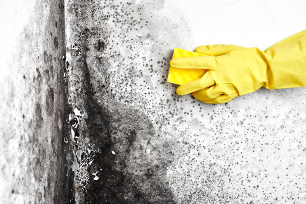 Best Residential Mold Removal  in Shortsville, NY