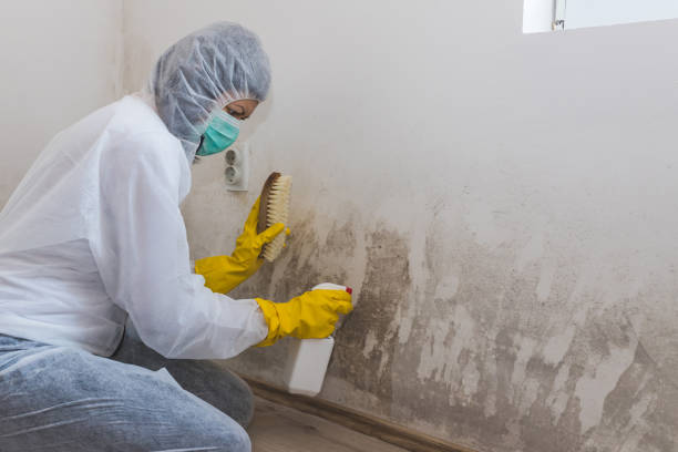 Best Certified Mold Removal  in Shortsville, NY