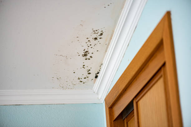 Best Affordable Mold Removal  in Shortsville, NY