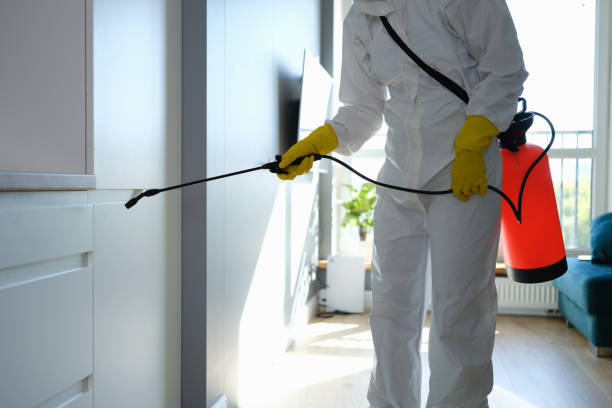 Best Attic Mold Removal  in Shortsville, NY