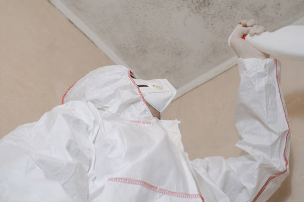 Mold Removal and Inspection in Shortsville, NY