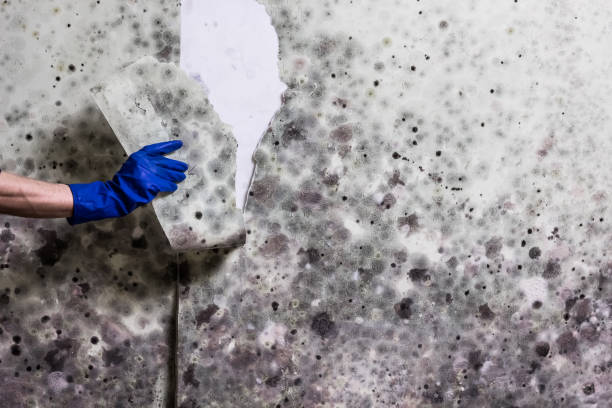 Best Office Mold Removal Services  in Shortsville, NY