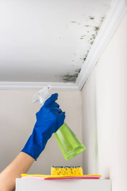 Best Residential Mold Removal  in Shortsville, NY