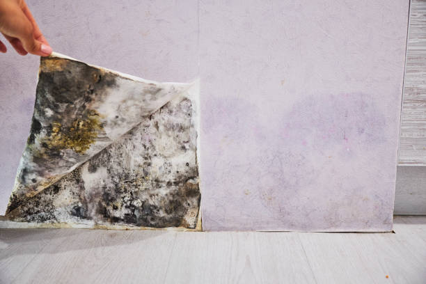 Best Mold Testing  in Shortsville, NY